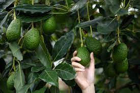 Faced with the increase in avocado demand, expansion and diversification.