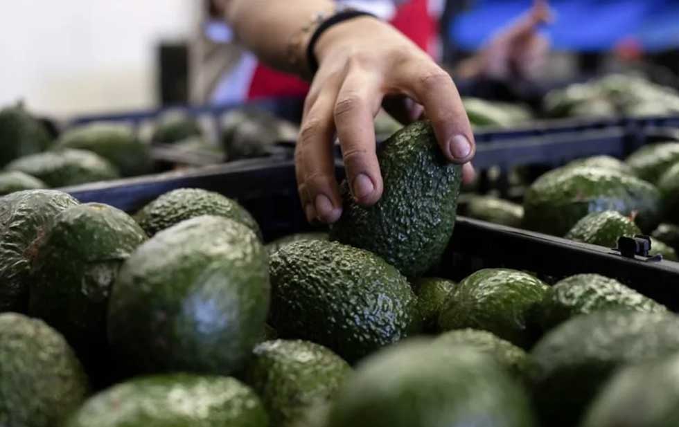 Disminución de aguacates de California representa una oportunidad para México