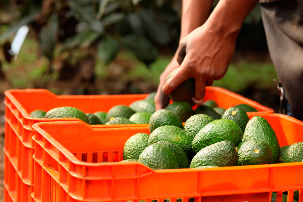 Importante fomentar entusiasmo por aguacate en nuevos mercados