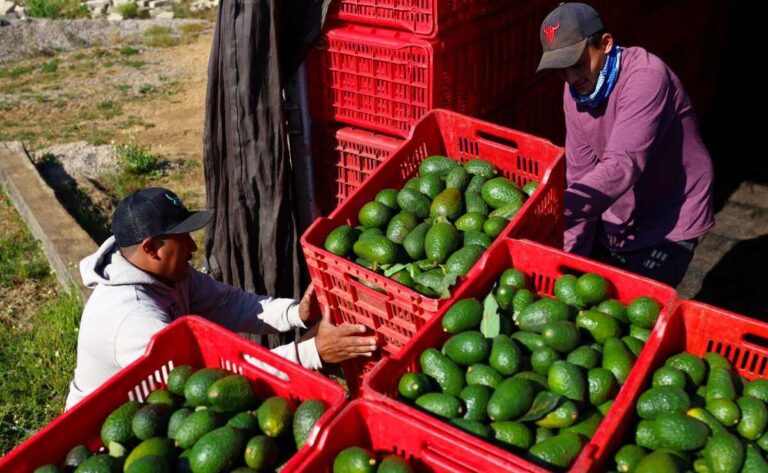 Aranceles en EE. UU. encarecerían el aguacate