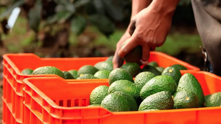 Aranceles impulsan demanda de productos procesados de aguacate