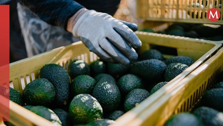 Diversificación de mercados, una alternativa ante incertidumbre comercial